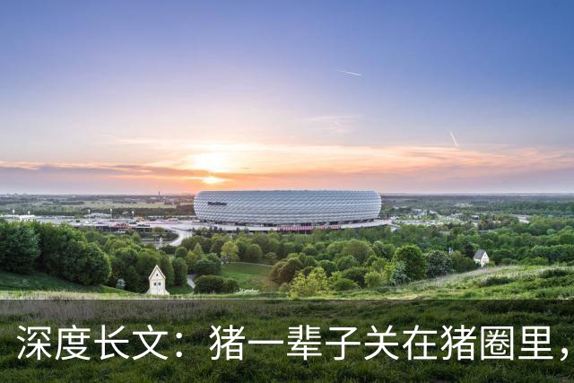 深度长文：猪一辈子关在猪圈里，为什么不会"憋疯"抑郁？其实它会