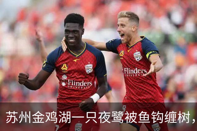 苏州金鸡湖一只夜鹭被鱼钩缠树，市民爬树救下，“有6个鱼钩，脚和翅膀全被钩住”，公园称此处并非垂钓点